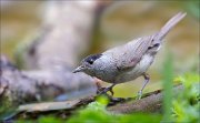 11_DSC0629_Blackcap_ foreshorten_77pc